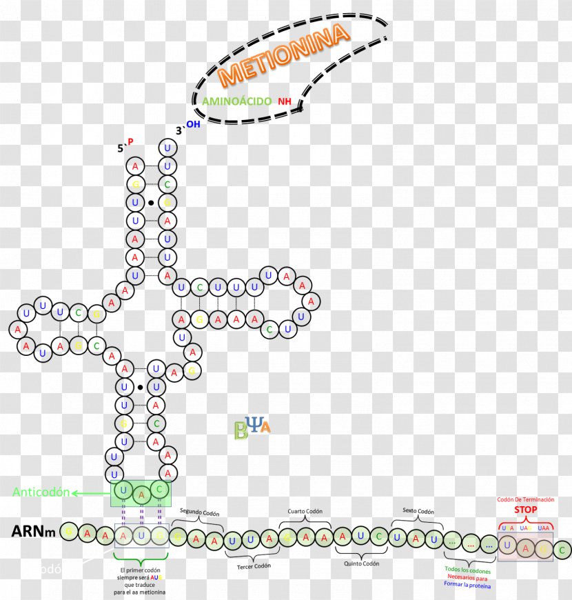 Transfer RNA Translation Codon Ribosome - Dna - Body Jewelry Transparent PNG