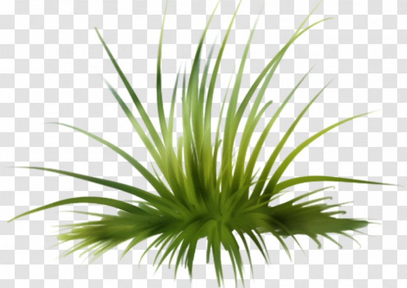 Lawn Clip Art - Flower - Grass Transparent PNG