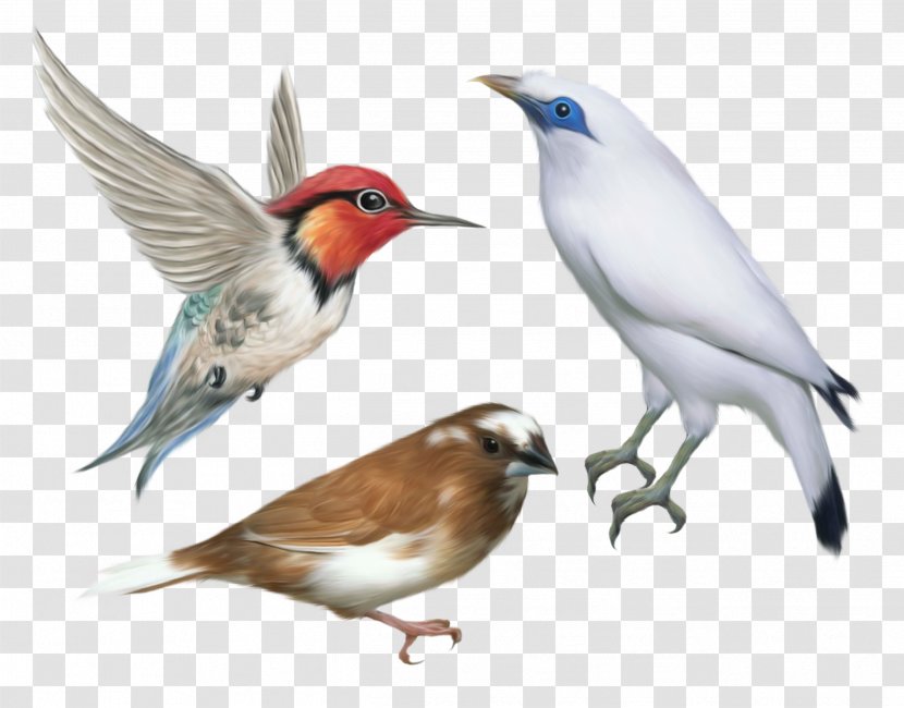 Bird Desktop Wallpaper Clip Art Transparent PNG