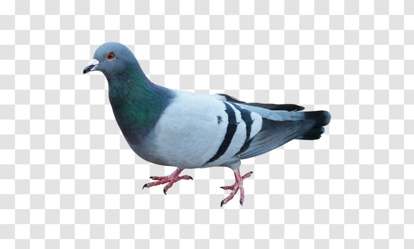 Pigeons And Doves Bird Blue Pigeon Clip Art Tattoo - Cuteness Transparent PNG