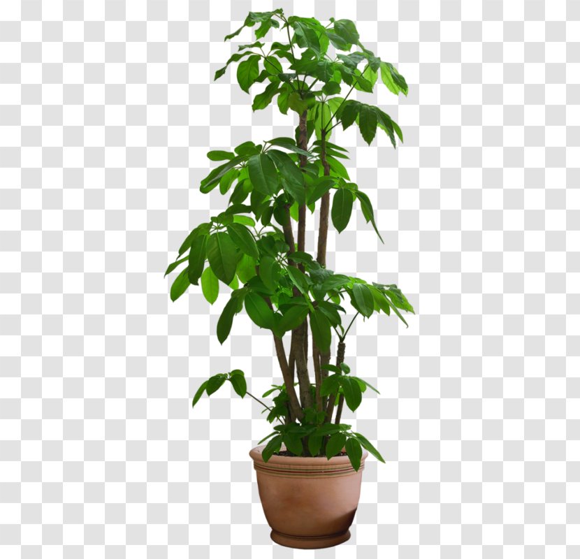 Houseplant - Dypsis Decaryi - Palm PLAN Transparent PNG