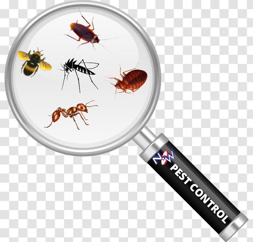 Cockroach Insect Magnifying Glass Pest Control Bed Bug Transparent PNG