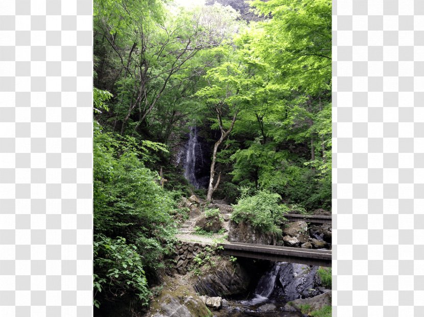 Rainforest Valdivian Temperate Rain Forest Waterfall Stream Vegetation Transparent PNG