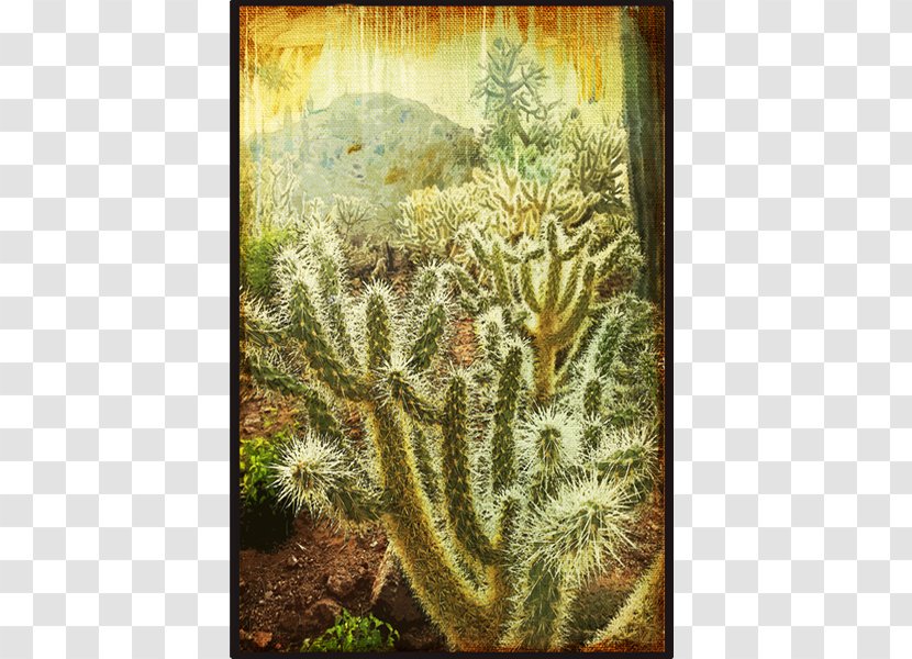 Cactaceae Painting Canvas Cylindropuntia Bigelovii Sorting Algorithm - Botanical Illustration Transparent PNG