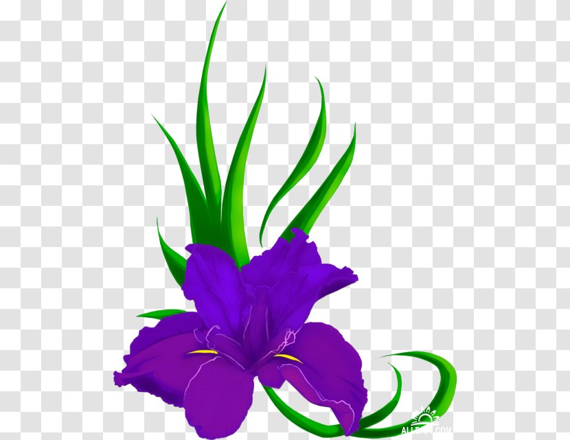 Northern Blue Flag Cut Flowers Iris Family Clip Art - Flower Transparent PNG