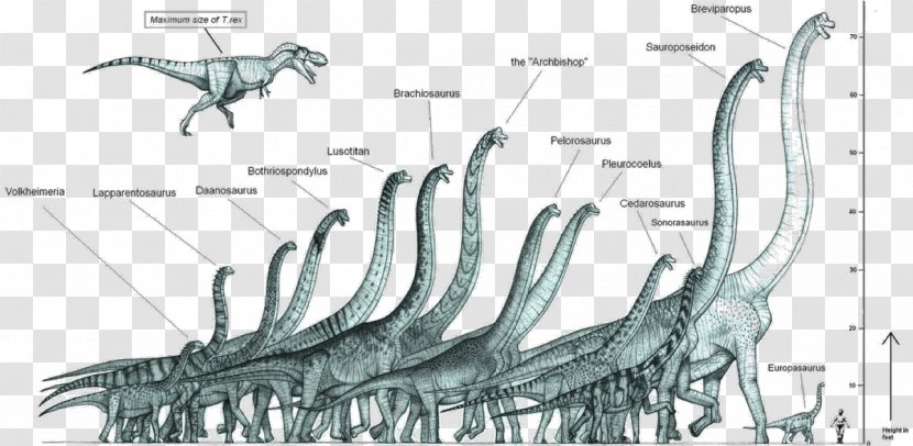 Dinosaur Size Brachiosaurus Ultrasaurus Sauroposeidon - Diagram - Bill Gate Transparent PNG