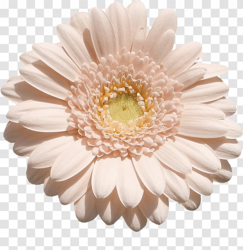 Transvaal Daisy Chrysanthemum Cut Flowers - Lilium Transparent PNG