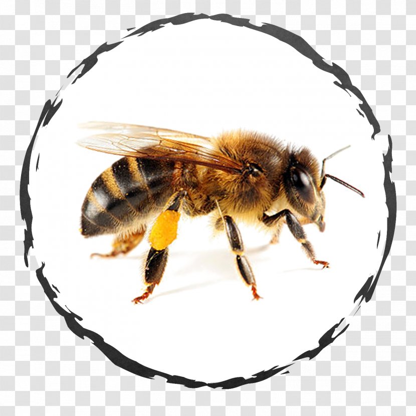 Bee Removal Image Health Honey - Arthropod Transparent PNG