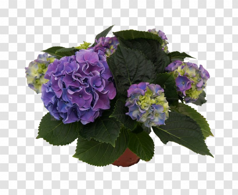 Hydrangea Cut Flowers Floral Design Violet - Herbaceous Plant - Flower Transparent PNG