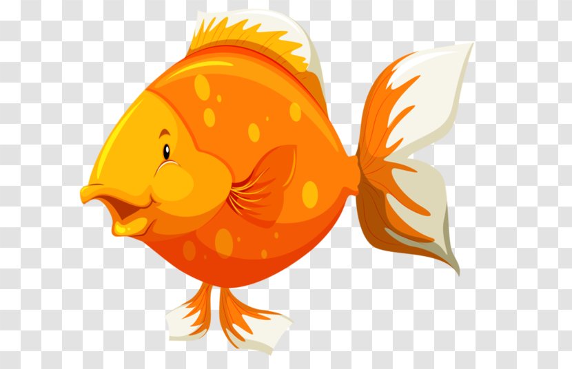 Goldfish Fish Anatomy - Galliformes Transparent PNG