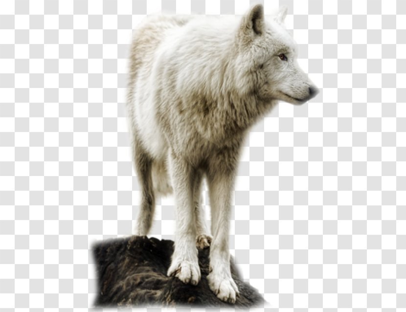 Puppy Wolfdog Red Deer Basset Hound Never Cry Wolf Transparent PNG