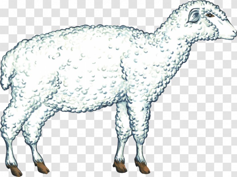 Sheep Cattle Alpine Goat Boer Saanen - Fauna Transparent PNG