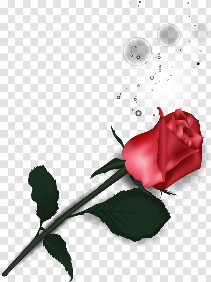 Garden Roses Rosa Chinensis Centifolia Petal Flower - Red - Romantic Transparent PNG