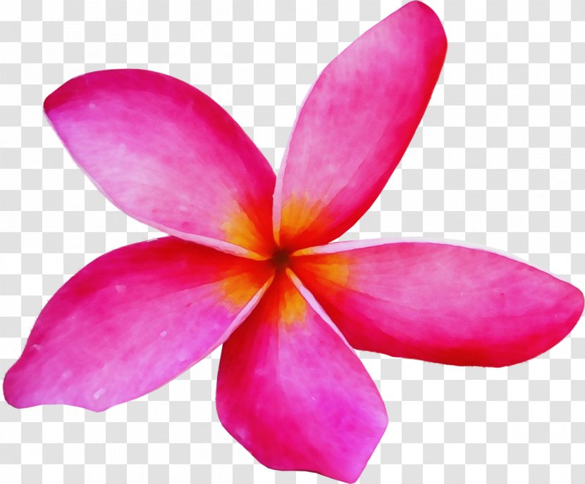 Petal Flower Frangipani Pink Plant - Wet Ink - Cattleya Flowering Transparent PNG