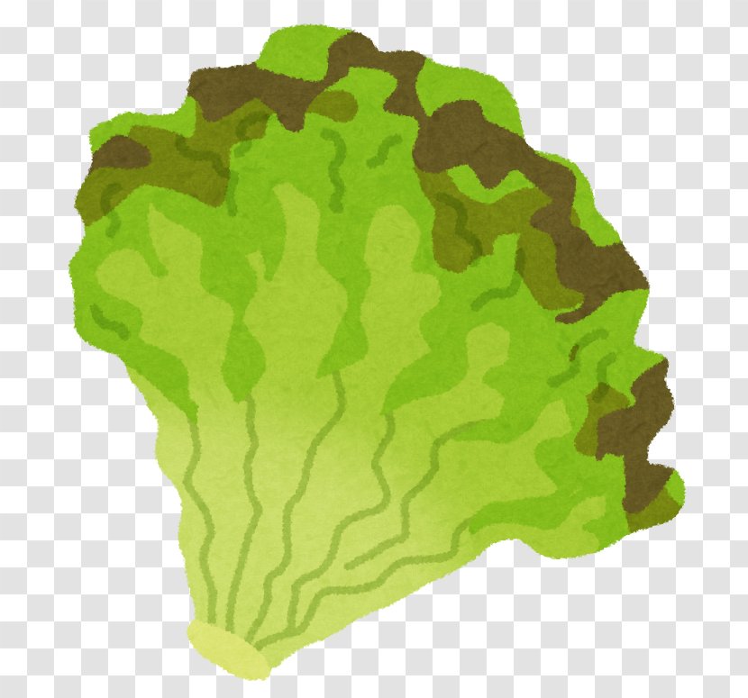 Red Leaf Lettuce Vegetable - Cartoon Transparent PNG