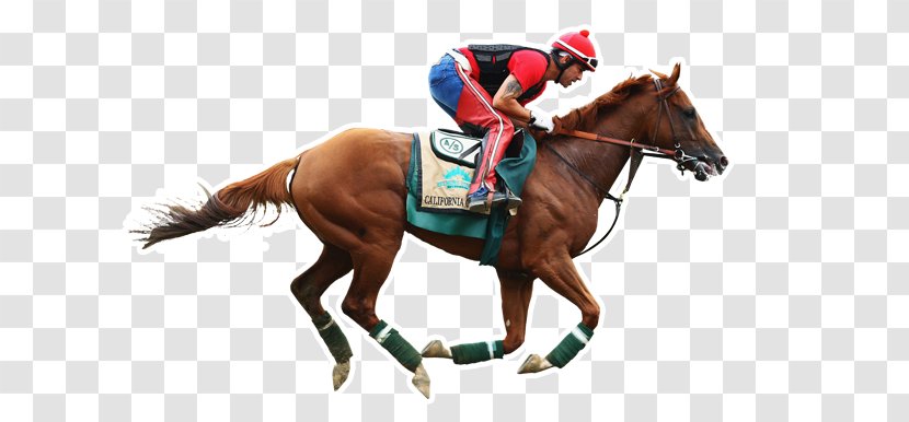 Horse Preakness Stakes Belmont Park The Kentucky Derby 2014 Transparent PNG