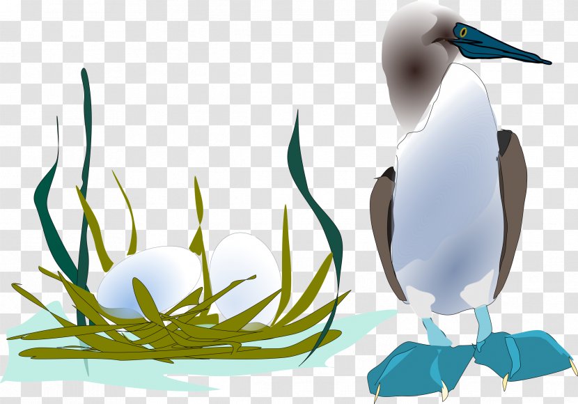 Seabird Gulls Blue-footed Booby Penguin - Bluefooted - Bird Transparent PNG