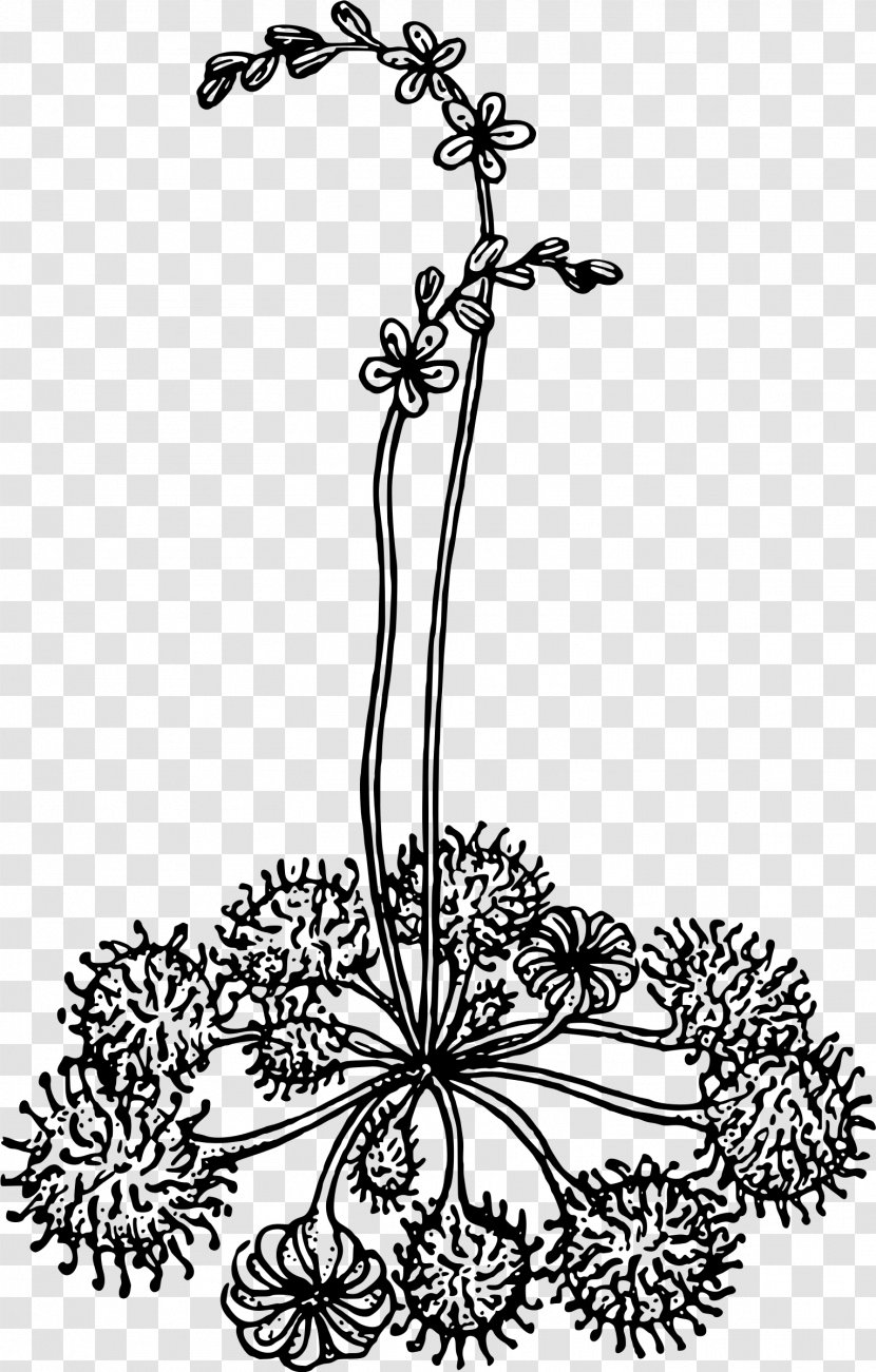 Floral Design Visual Arts Monochrome Leaf - Body Jewellery - Carnivorous Transparent PNG