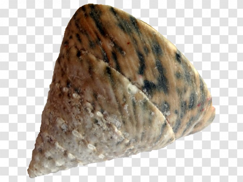 Conchology Seashell Gastropods Malacology Snail Transparent PNG