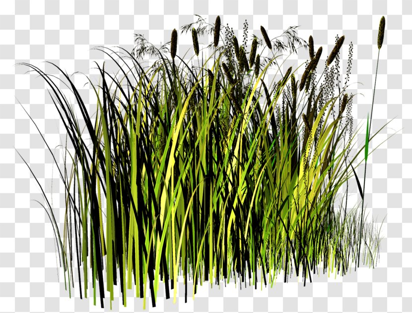 Straw Clip Art - Chrysopogon - Grass Transparent PNG