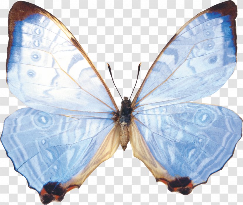 Clip Art - Moth - Butterfly Transparent PNG