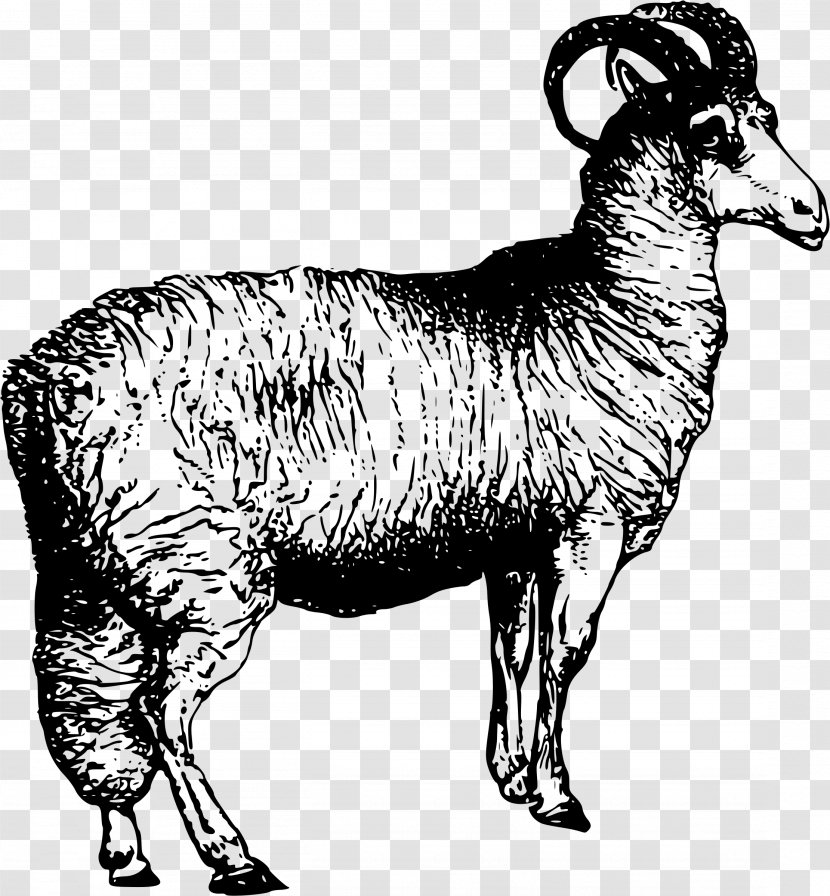 Leicester Longwool Welsh Mountain Sheep Merino Shearing - Number - Argali Transparent PNG