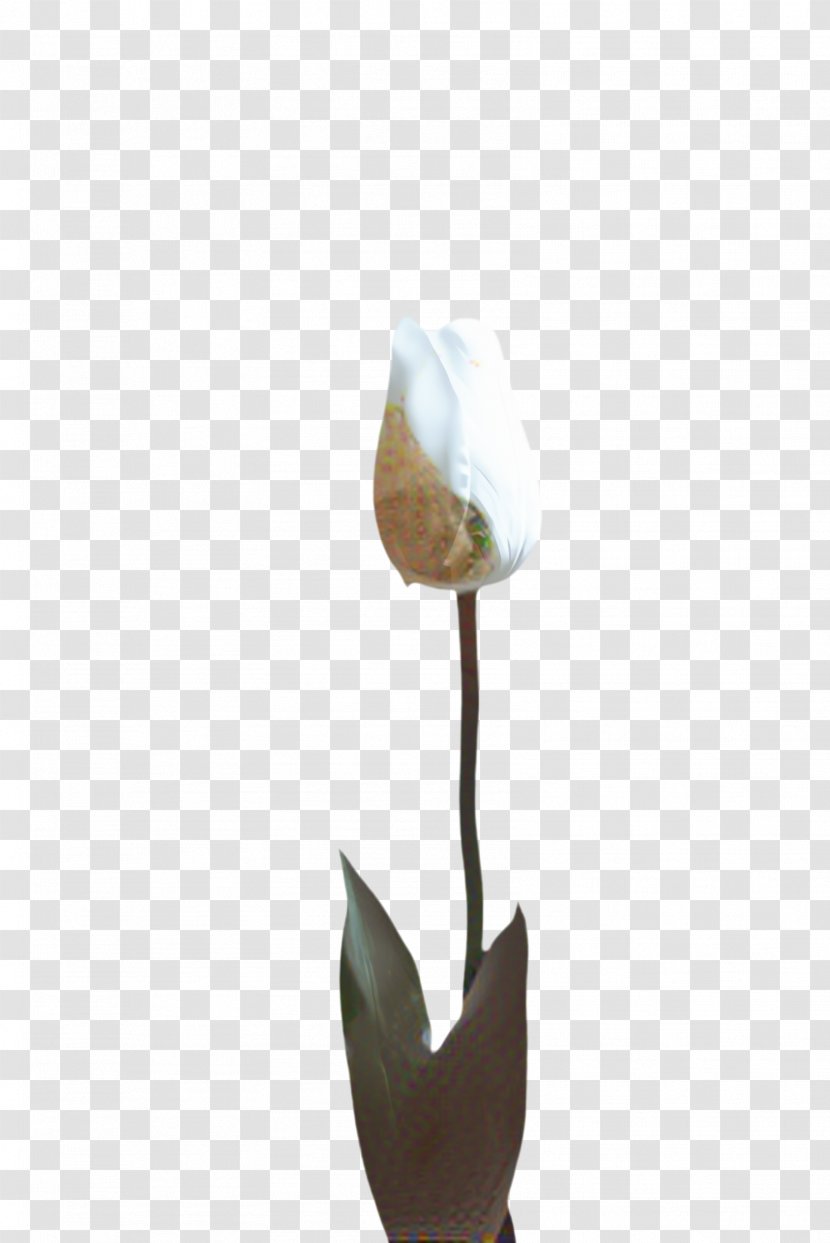 Blossom Background - Arum Family - Plant Stem Bud Transparent PNG