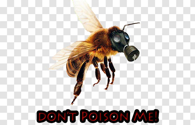 Western Honey Bee Colony Collapse Disorder Neonicotinoid - Membrane Winged Insect Transparent PNG