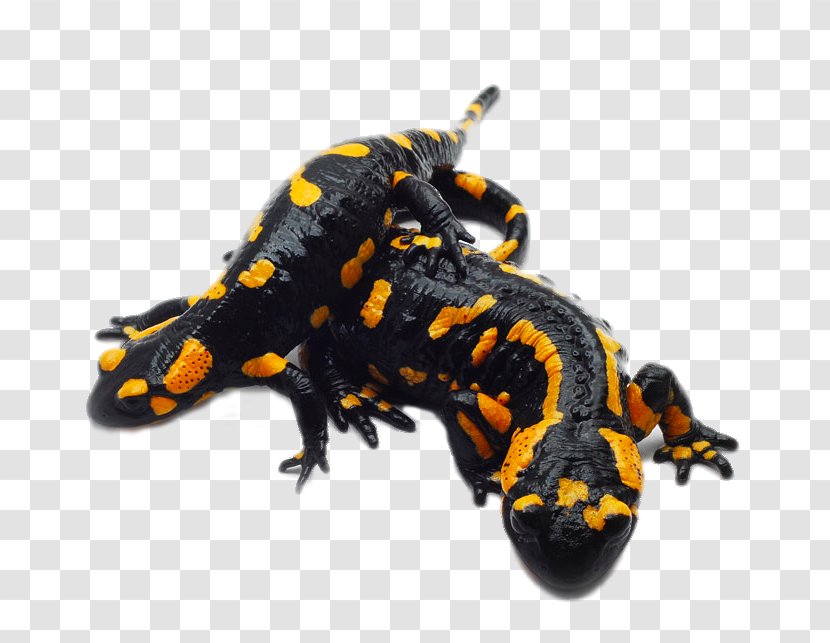 Fire Salamander Lizard Reptile Giant - Chinese - Two Transparent PNG