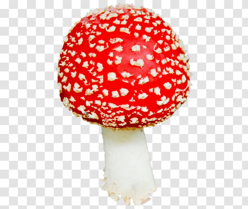 Edible Mushroom Clip Art Common - Pleurotus Transparent PNG
