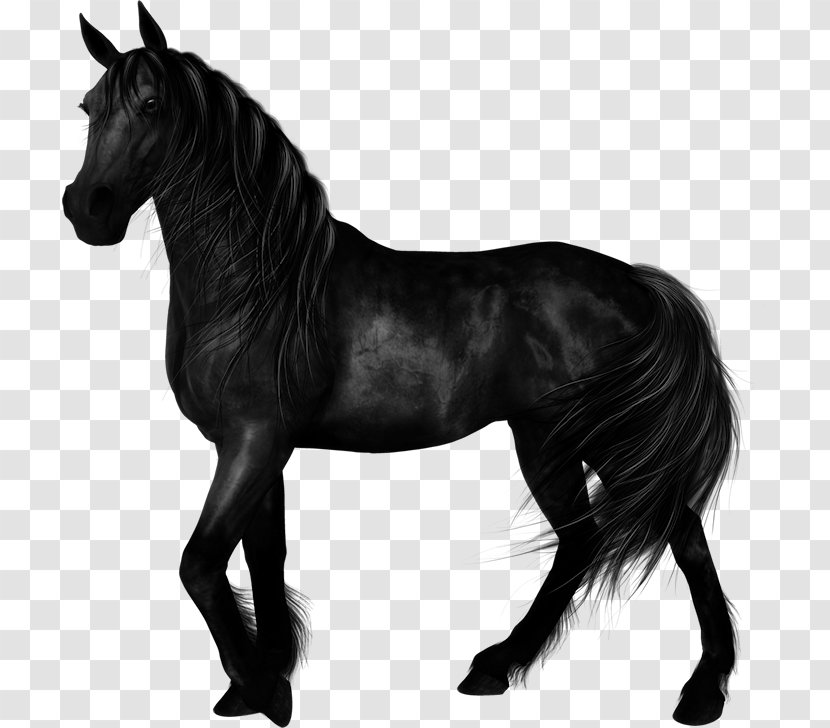 Stallion Mustang Arabian Horse Foal Mare - Black Transparent PNG