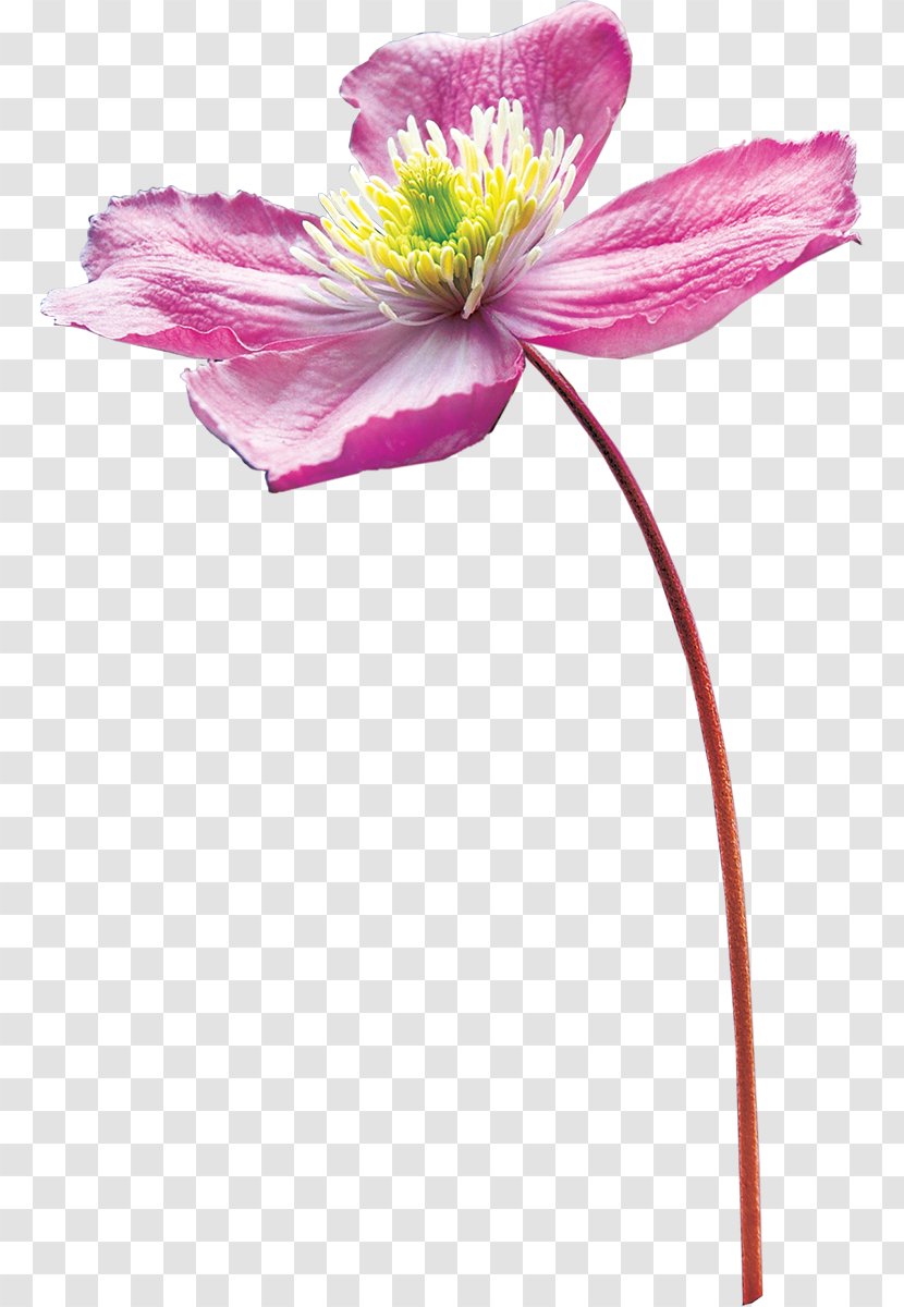 Drawing Flower Watercolor Painting - Heart Transparent PNG