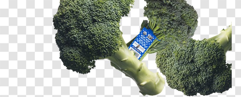 Broccolini Salad Organic Food Collard Greens - Cauliflower - Lacinato Kale Transparent PNG