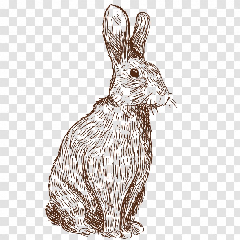 Vector Painted Rabbit - Sketch - Drawing Transparent PNG