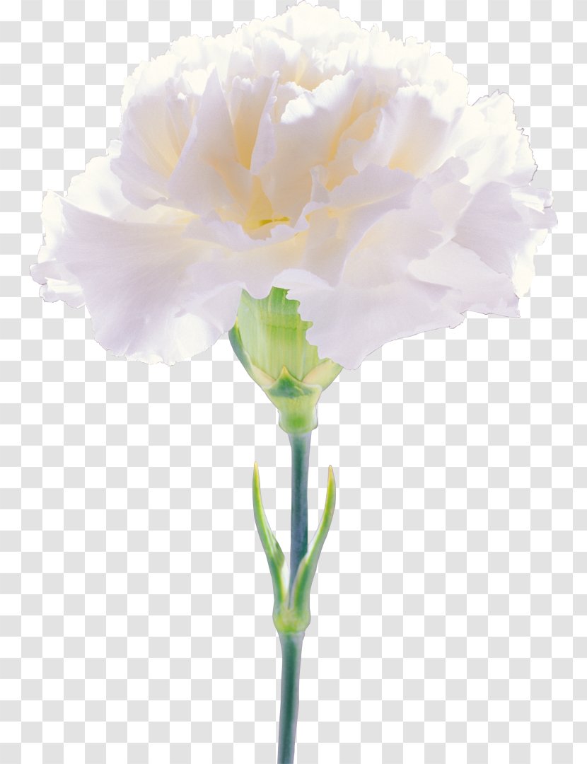 Cut Flowers Carnation Clip Art - White - CARNATION Transparent PNG