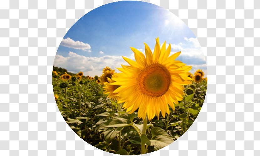 Common Sunflower Seed Oil HoriZen - Idea - Flower Transparent PNG