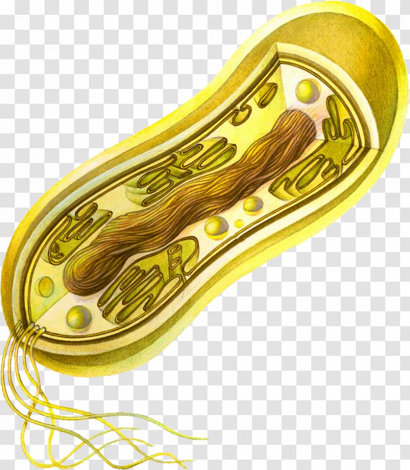 Cell Prokaryote Bacteria Eukaryote Microbiology - Dost Transparent PNG