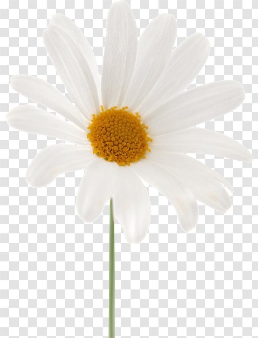 Common Daisy Oxeye Marguerite Chrysanthemum Roman Chamomile - Flower Transparent PNG