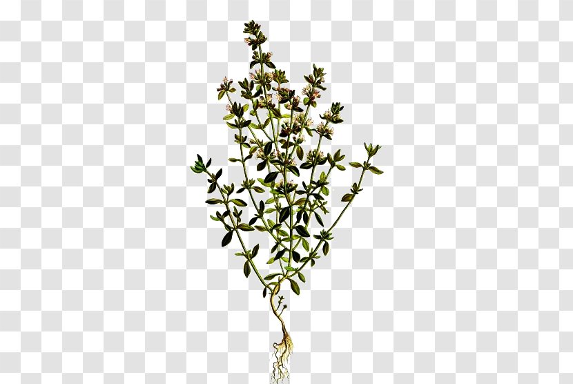 Garden Thyme Breckland Lamiaceae Essential Oil - Twig - Flowers Picture Material Transparent PNG