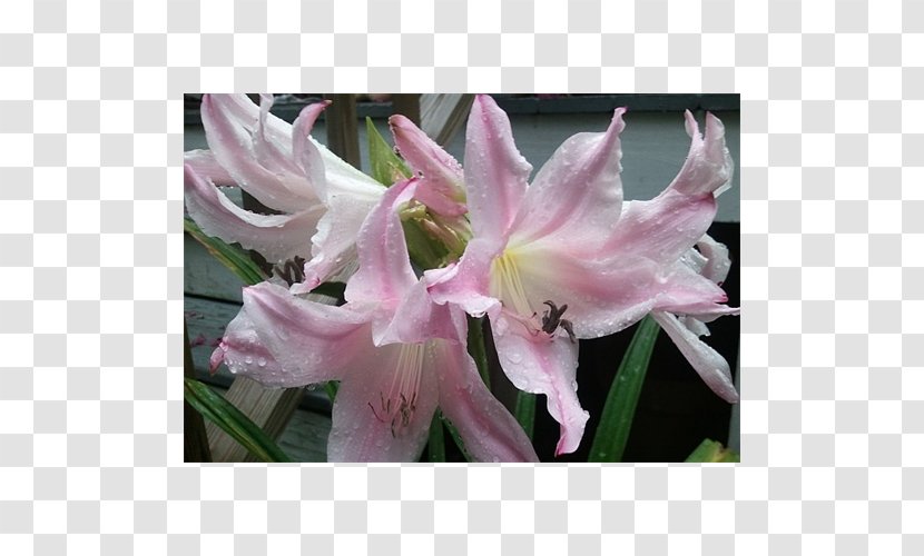 Amaryllis Crinum Jersey Lily Iris Family Pink M - Daylily Transparent PNG