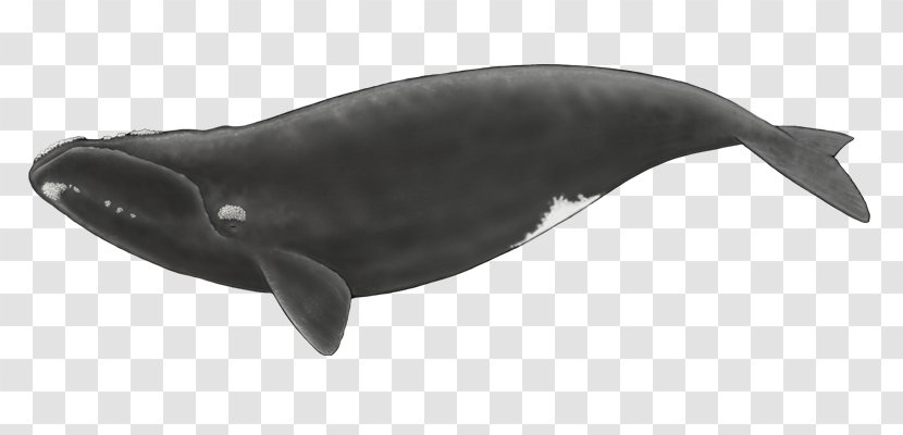 Cetacea Toothed Whale North Atlantic Right Pacific Southern - Baleen Transparent PNG