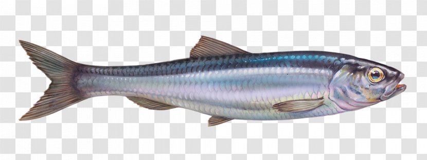 Sardine Atlantic Herring Pacific Salmon - Seafood - Fish Transparent PNG