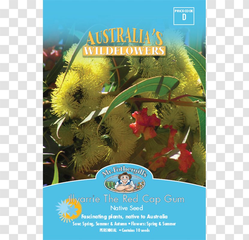 Wildflower Seed Stenocarpus Sinuatus Eucalyptus Erythrocorys - Flower Seeds Transparent PNG