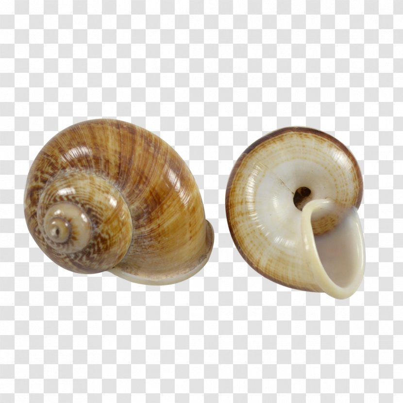 Sea Snail Conchology Seashell Gastropod Shell - Land Transparent PNG