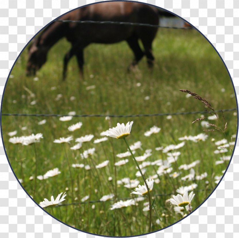 Ecosystem Fauna Meadow Lawn - Wildlife - Jam Session Transparent PNG