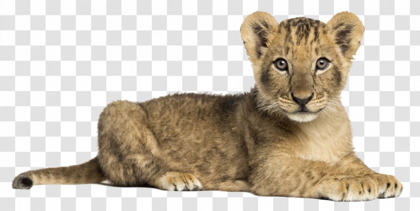 Lion Dog Tiger Stock Photography Roar - Big Cats - Little Transparent PNG