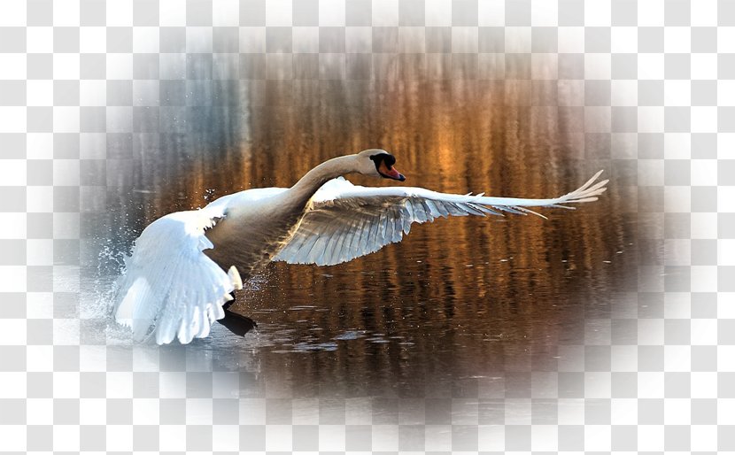 Mute Swan Desktop Wallpaper Beak Black - Cygnini - Feather Transparent PNG