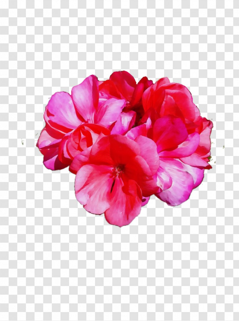 Petal Pink Flower Plant Flowering - Family Chinese Peony Transparent PNG