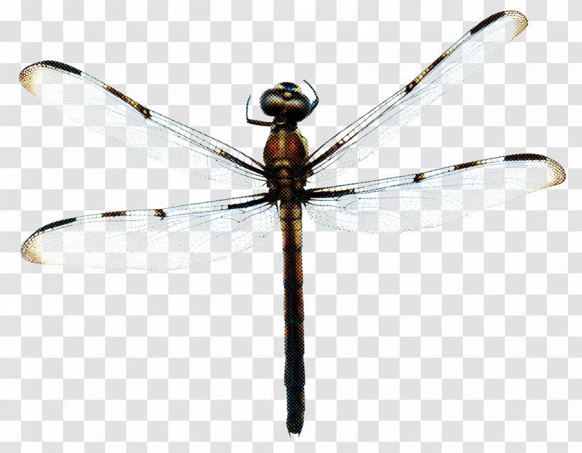Dragonfly Insect - Arthropod Damselfly Transparent PNG
