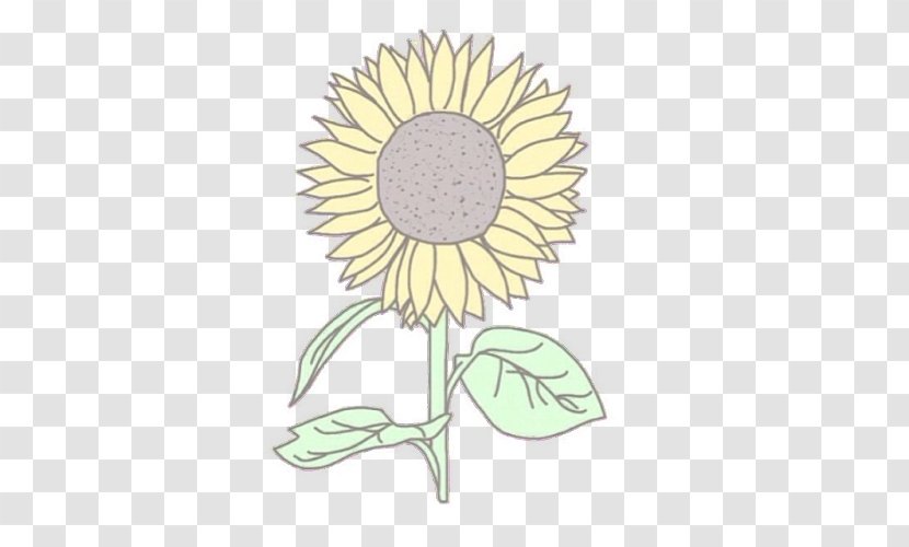 Plant Common Sunflower Seed - Daisy Family - Watercolor Sky Transparent PNG